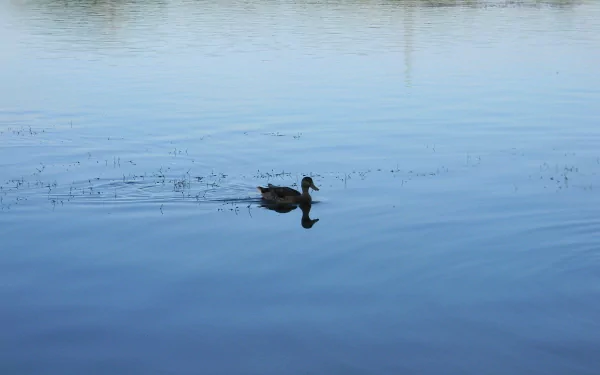  Duck Shadow & Mirror