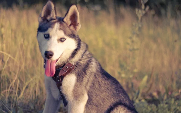 A striking husky sits in a sunlit field, showcasing its playful demeanor with its tongue out. This HD image serves as an engaging desktop wallpaper or background.