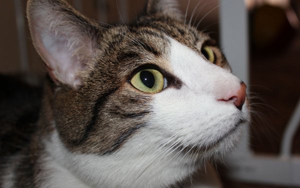 Animal Cat Cats HD Wallpaper | Background Image