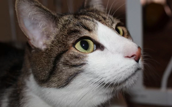 A close-up of a curious cat with striking green eyes, featuring its detailed fur and expressive face, makes for an engaging HD desktop wallpaper and background.