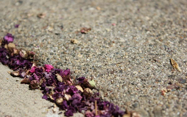 Close-up HD wallpaper of scattered purple petals on a textured ground, designed as a desktop background.