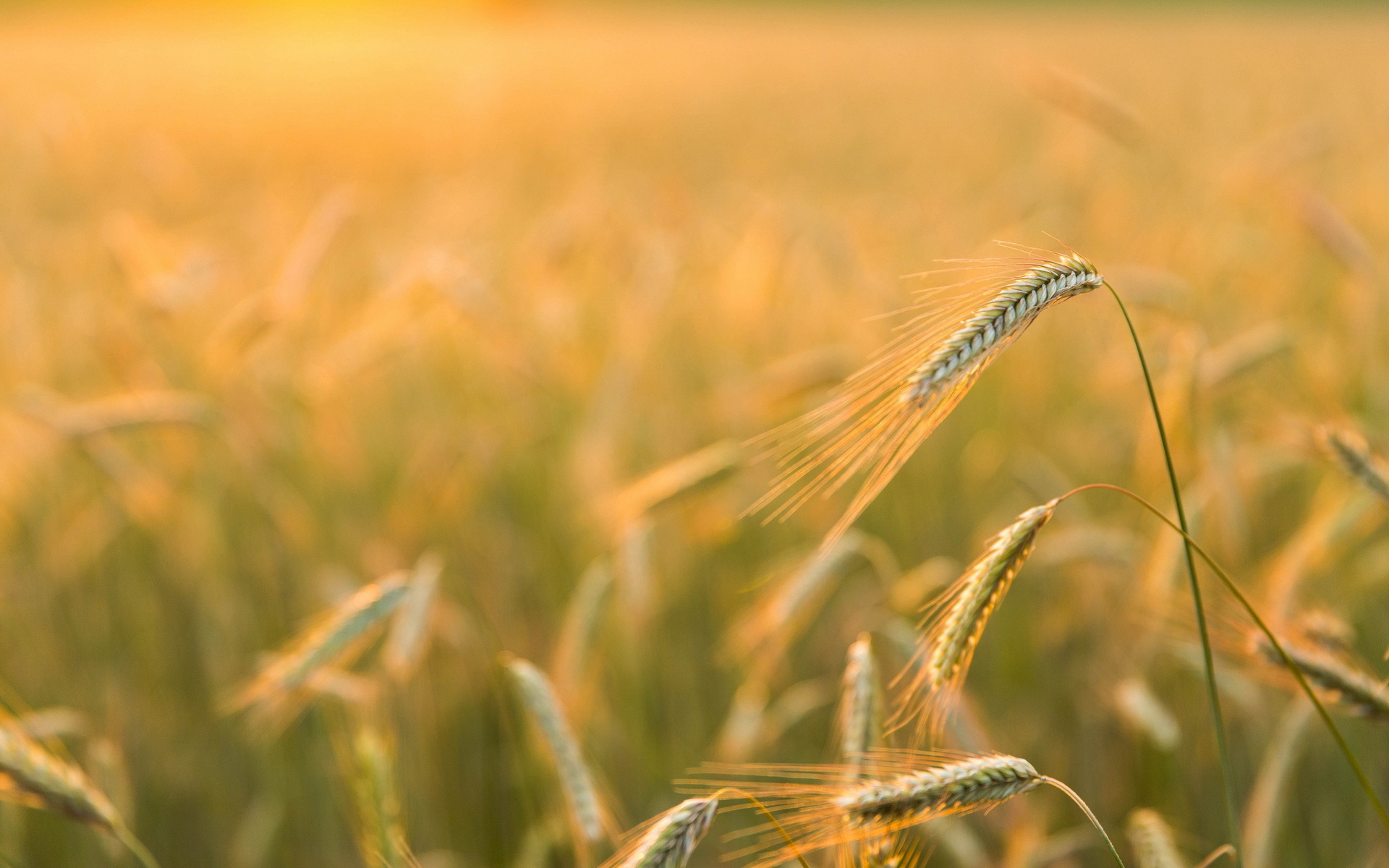 Magical poppy, barley, countryside, farm field, farmland, flower, HD phone  wallpaper | Peakpx