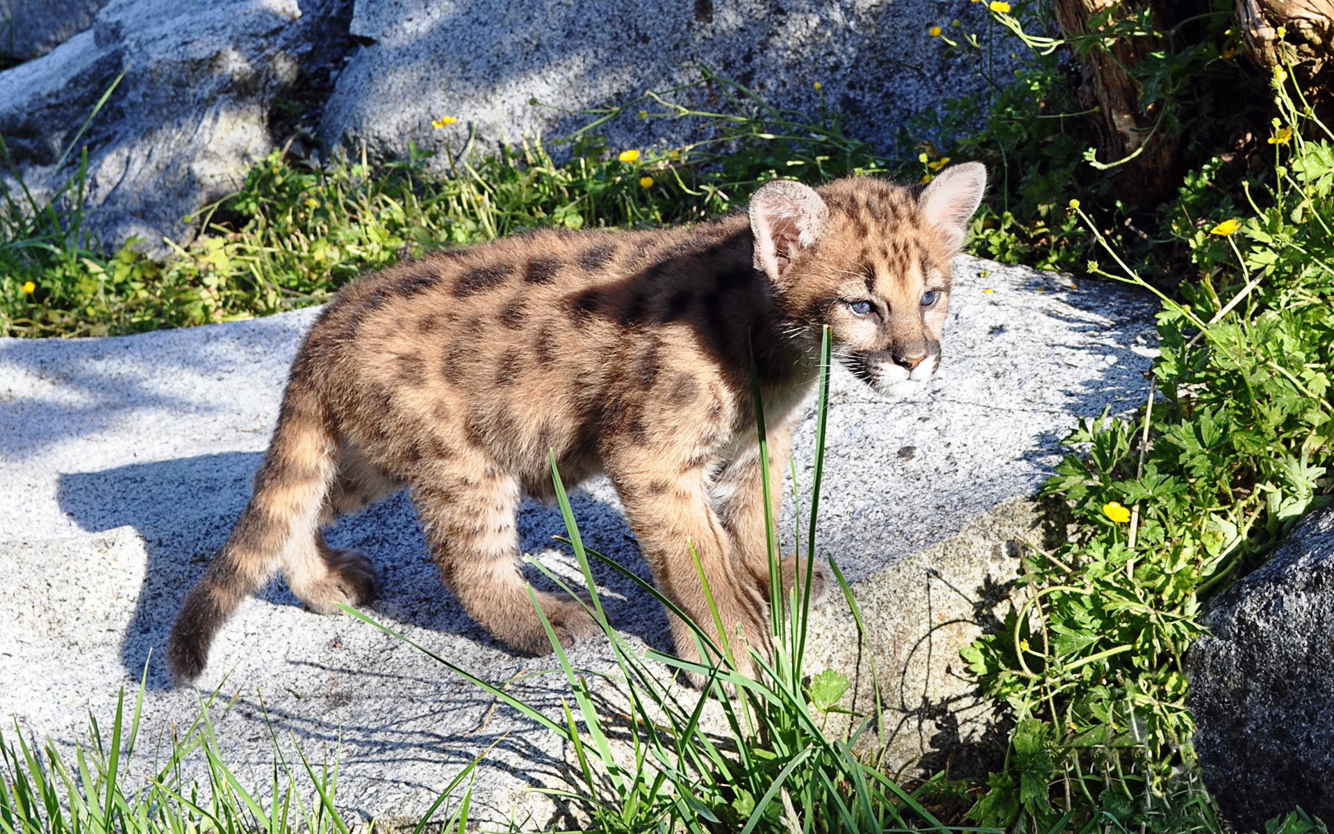 HD PC desktop wallpaper and background: animal — a young cougar cub walking on sunlit rock amid grass and wildflowers.