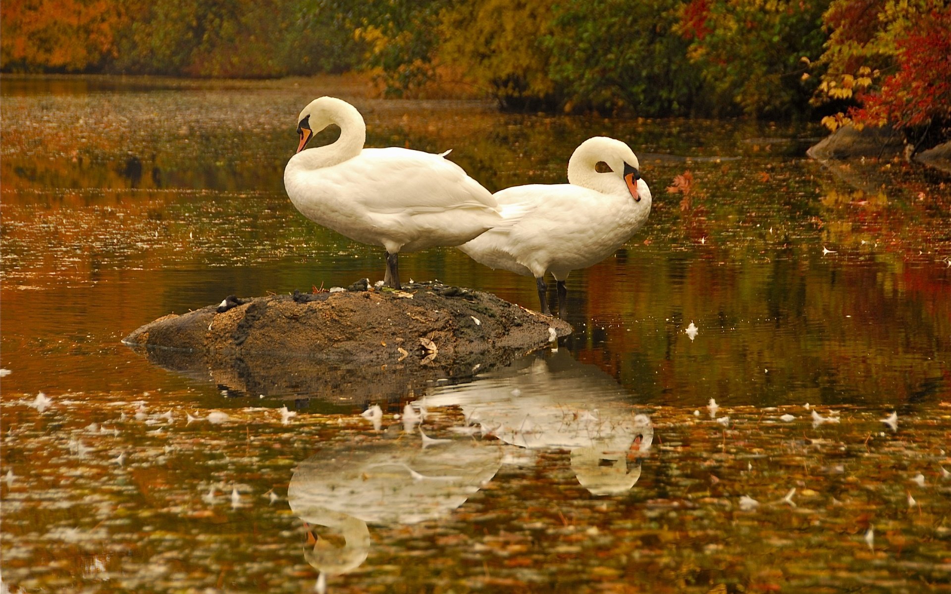 mighty goose wallpaper