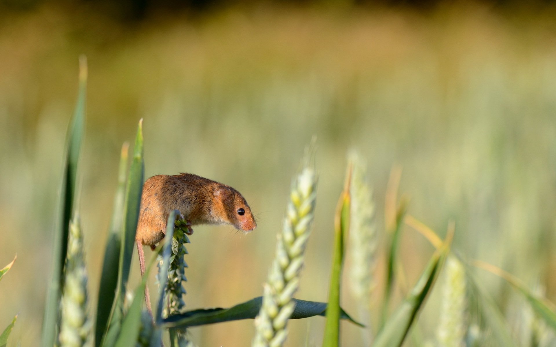 HD desktop wallpaper featuring a close-up of a small mouse perched on a green plant stalk in a softly blurred natural field background.