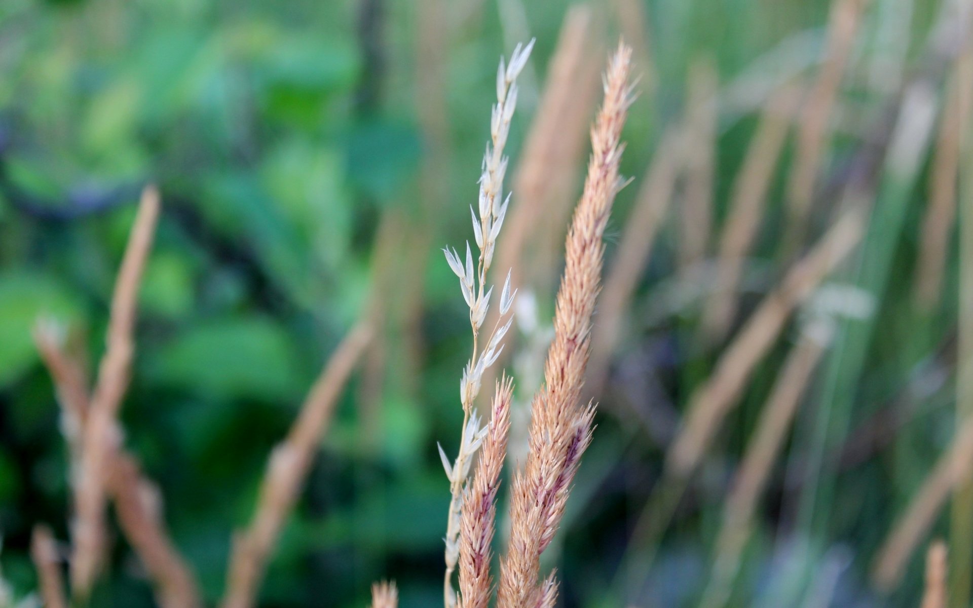 HD desktop wallpaper featuring close-up of tall grass blades in a natural setting with soft green foliage blurred in the background.