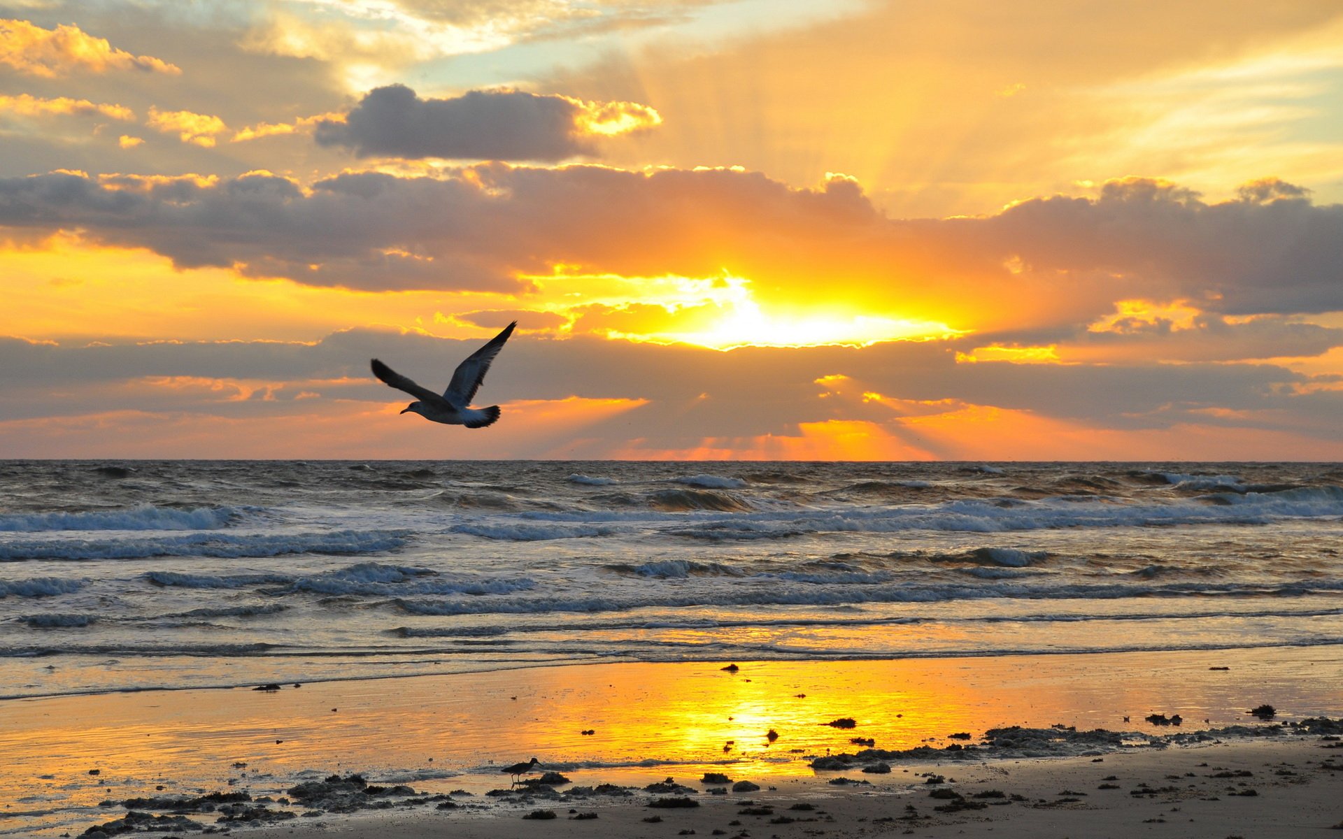 HD PC desktop wallpaper of a serene sunset over the ocean with a bird soaring above the water, capturing the beauty of nature and vibrant golden light.