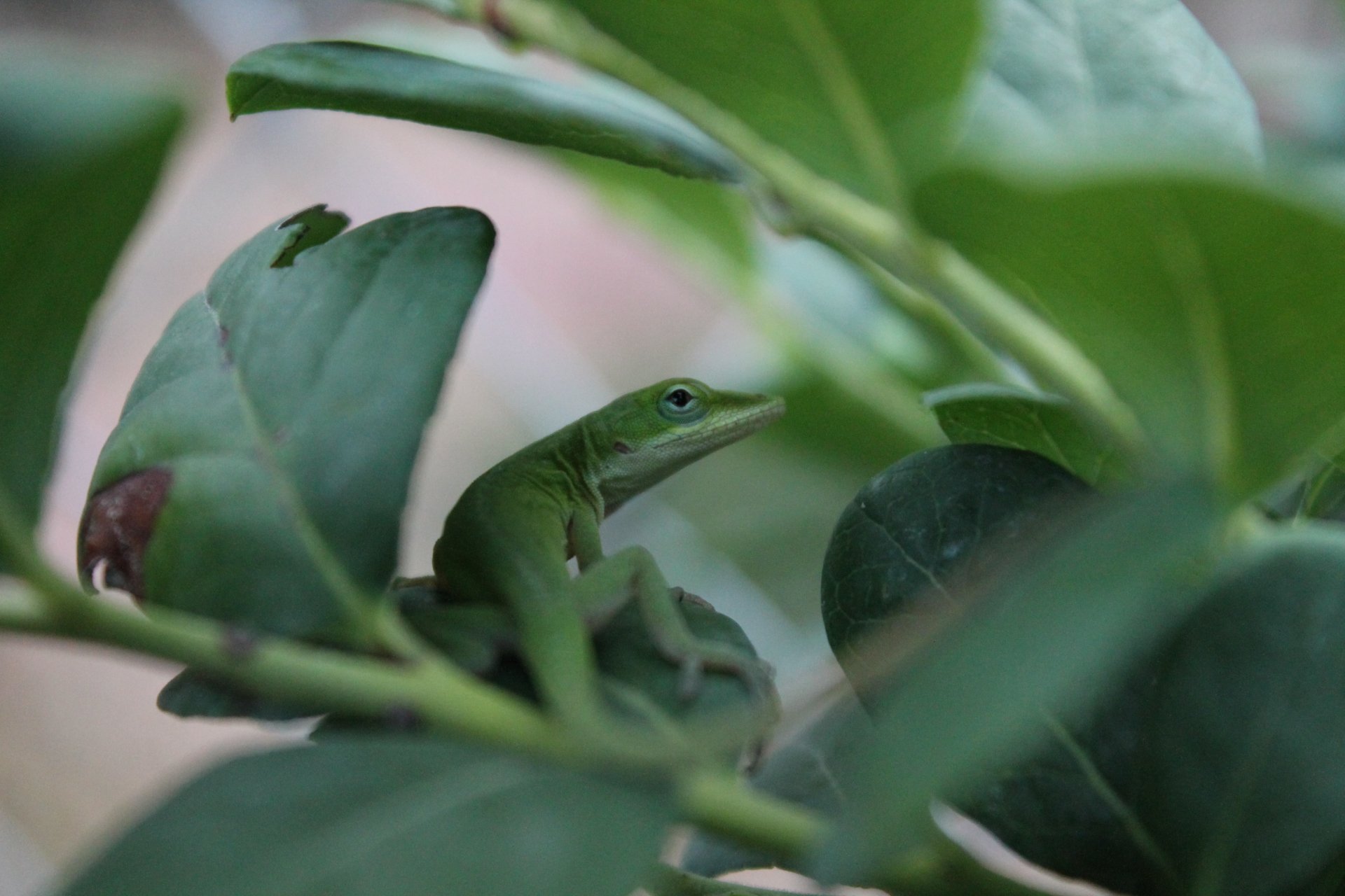 Download Animal Green Anole 4k Ultra HD Wallpaper