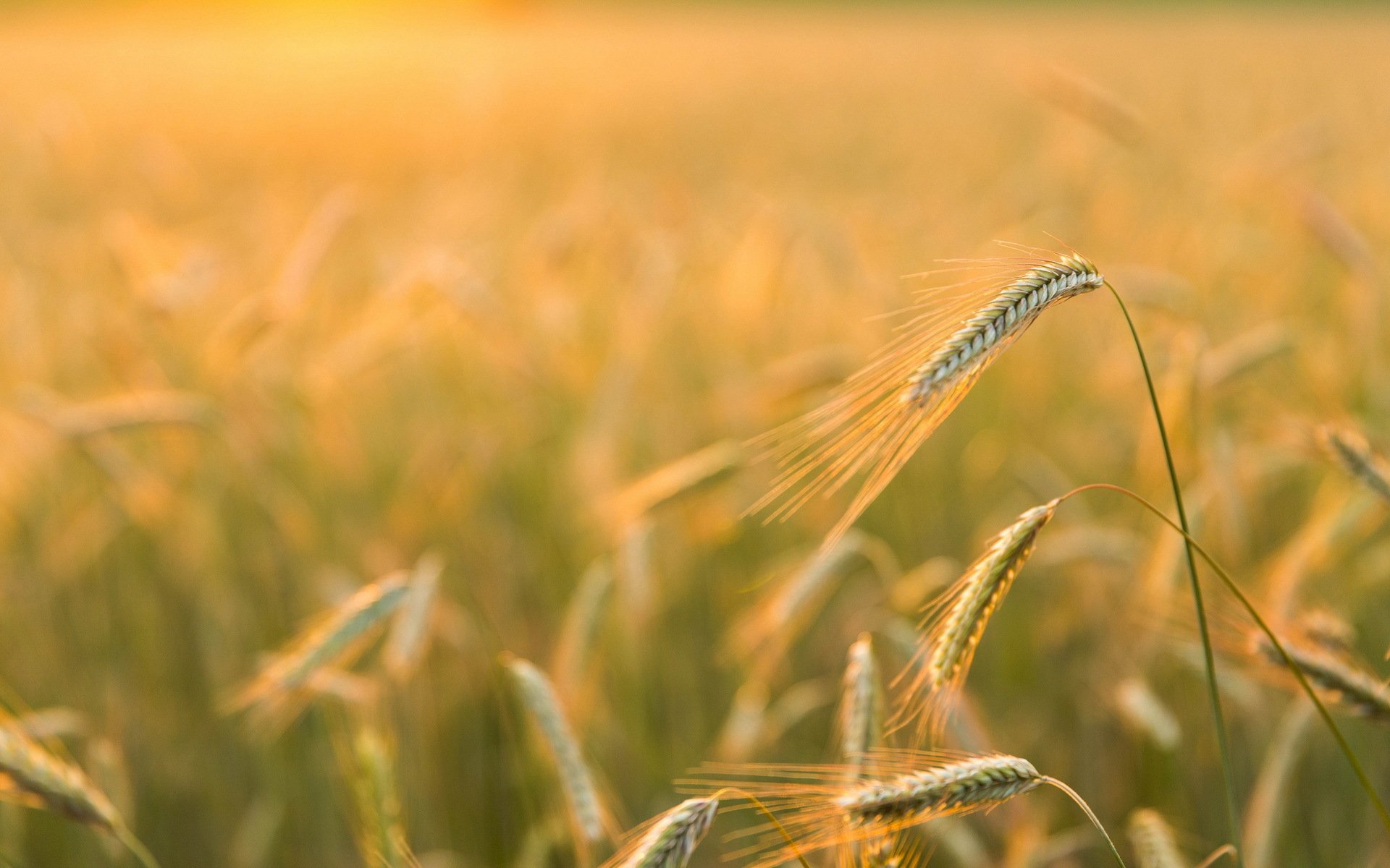HD nature wallpaper featuring a close-up of golden wheat stalks gently swaying in a sunlit field, capturing the serene beauty of the countryside.
