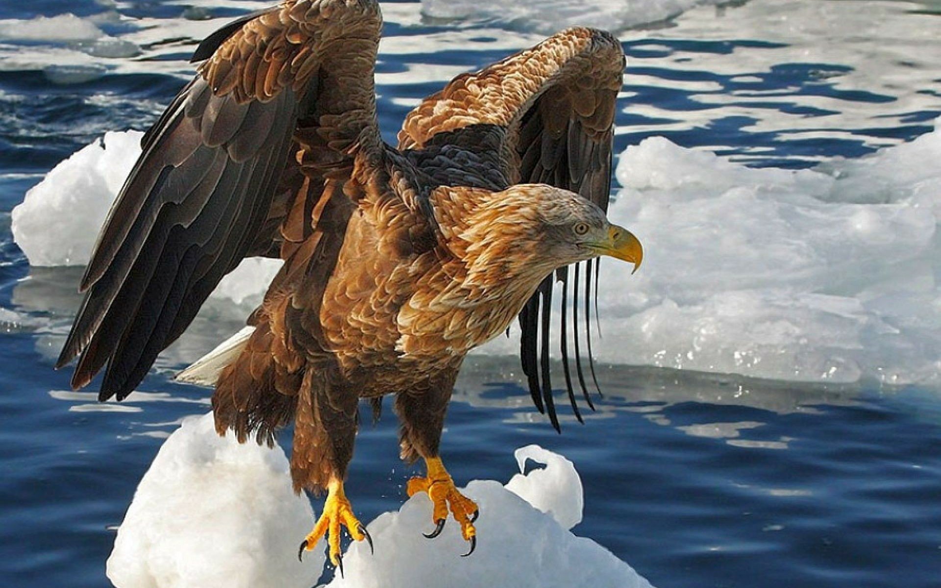 Majestic Eagle on Ice - HD Wallpaper