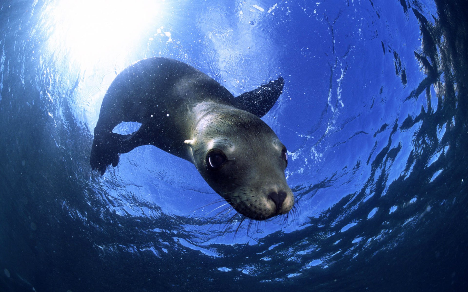 HD PC desktop wallpaper featuring an underwater close-up of a seal swimming with sunlight filtering through the water.