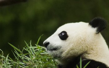 202 Panda HD Wallpapers | Background Images - Wallpaper Abyss - Page 3