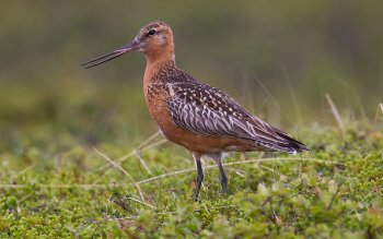 Preview Bar-tailed Godwit