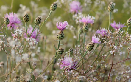 HD PC desktop wallpaper featuring a close-up of blooming thistle plants in a natural setting with soft-focus green and beige background.