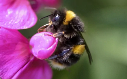 Animal bumblebee HD Desktop Wallpaper | Background Image