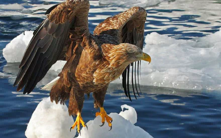 An HD desktop wallpaper featuring a majestic eagle perched on ice, with its wings partially spread against a backdrop of water and floating ice chunks.