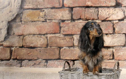 Animal dachshund HD Desktop Wallpaper | Background Image