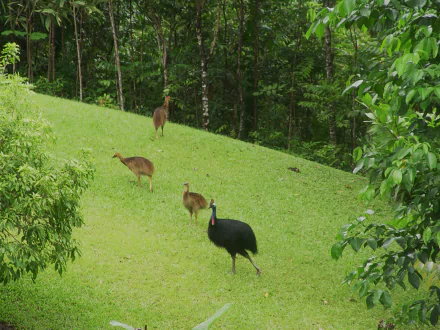 Animal cassowary HD Desktop Wallpaper | Background Image