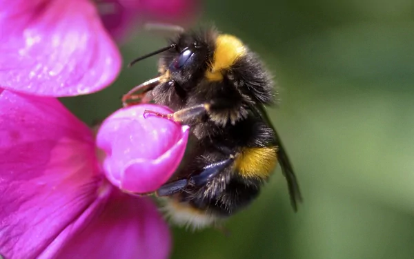 HD PC desktop wallpaper featuring a close-up of a bumblebee collecting nectar from a vibrant pink flower.