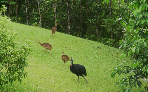 Animal cassowary HD Desktop Wallpaper | Background Image