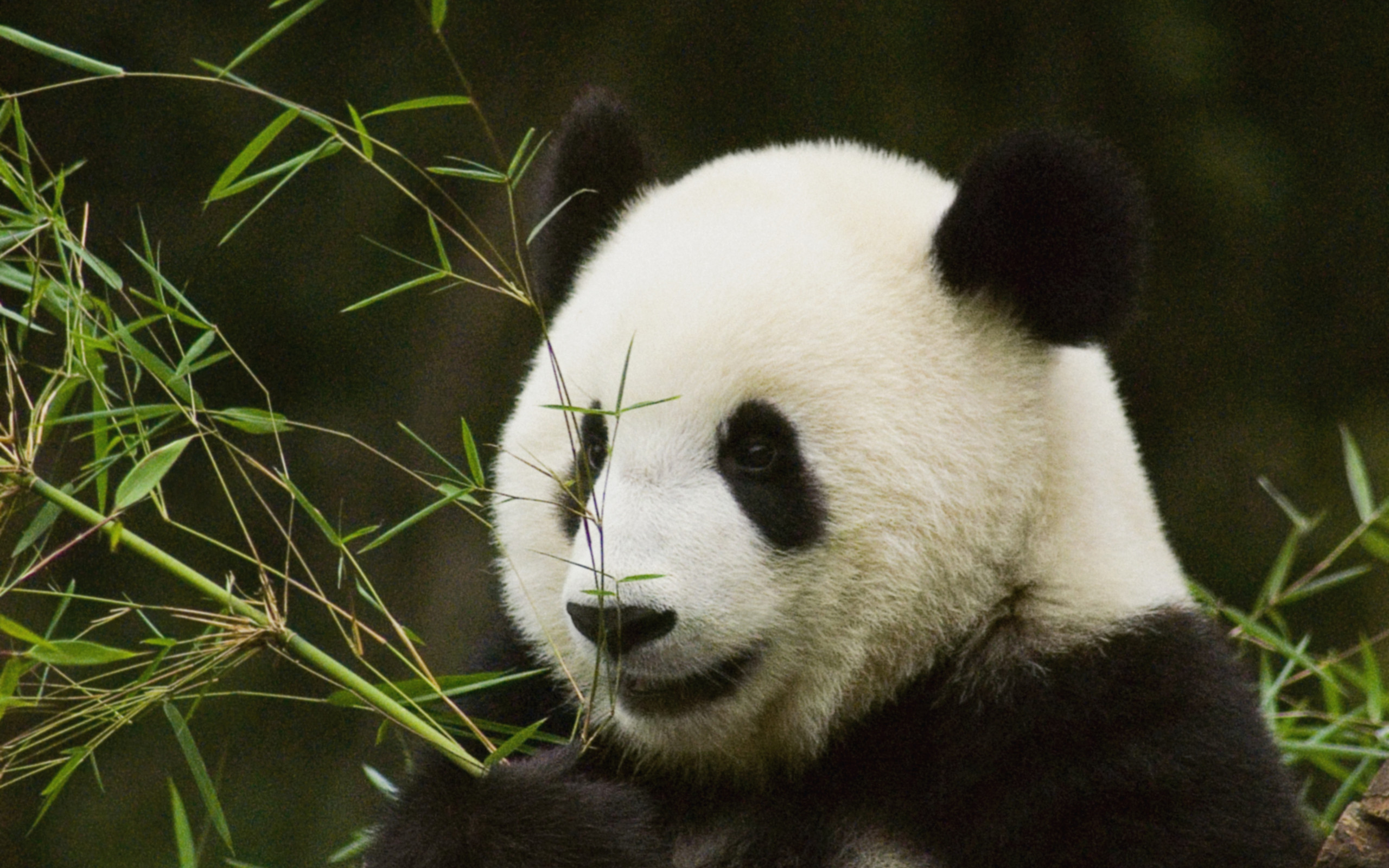 Panda HD Duvar kağıdı Arka plan 2560x1600 ID430564 Wallpaper Abyss
