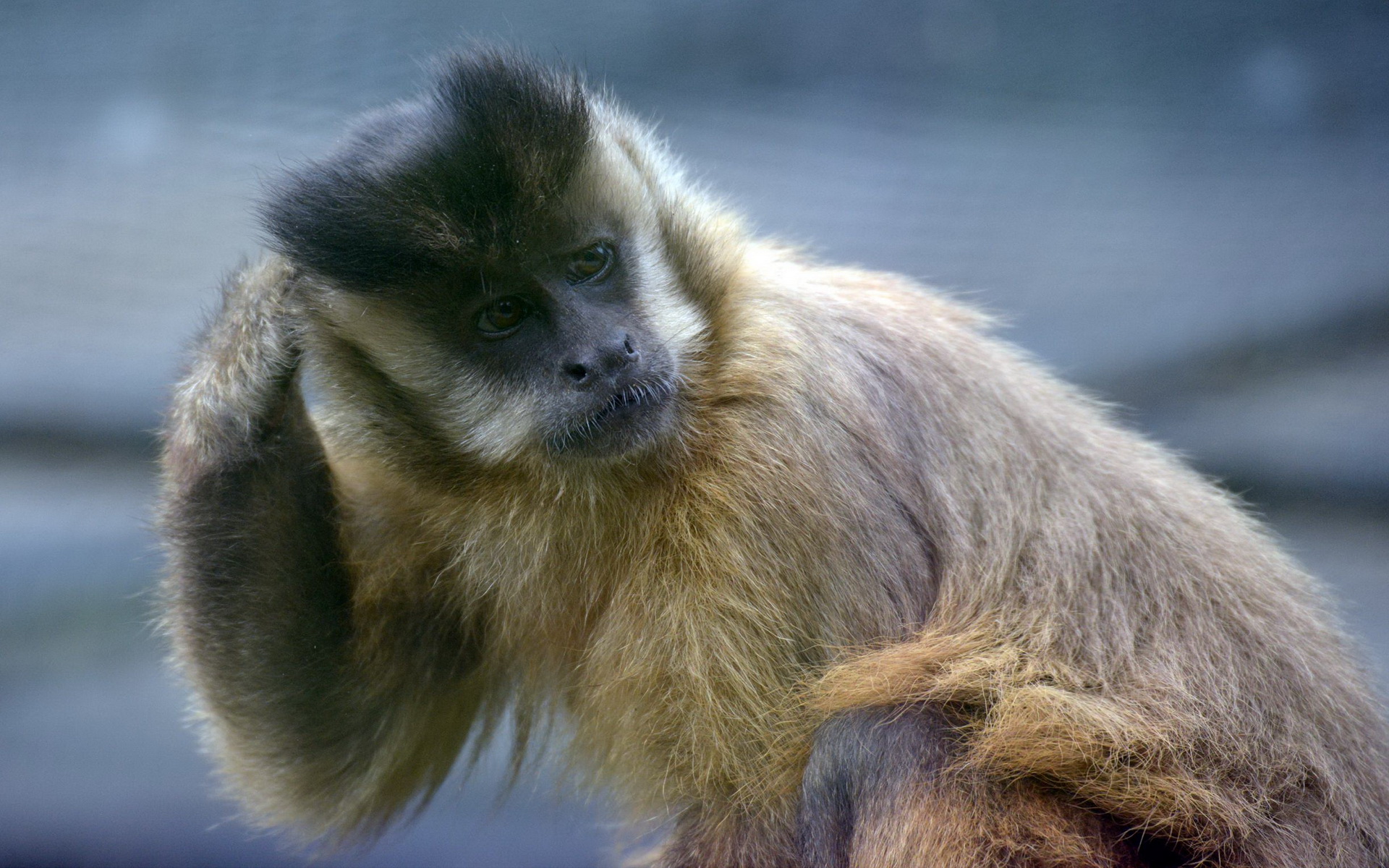 Download Animal Monkey HD Wallpaper