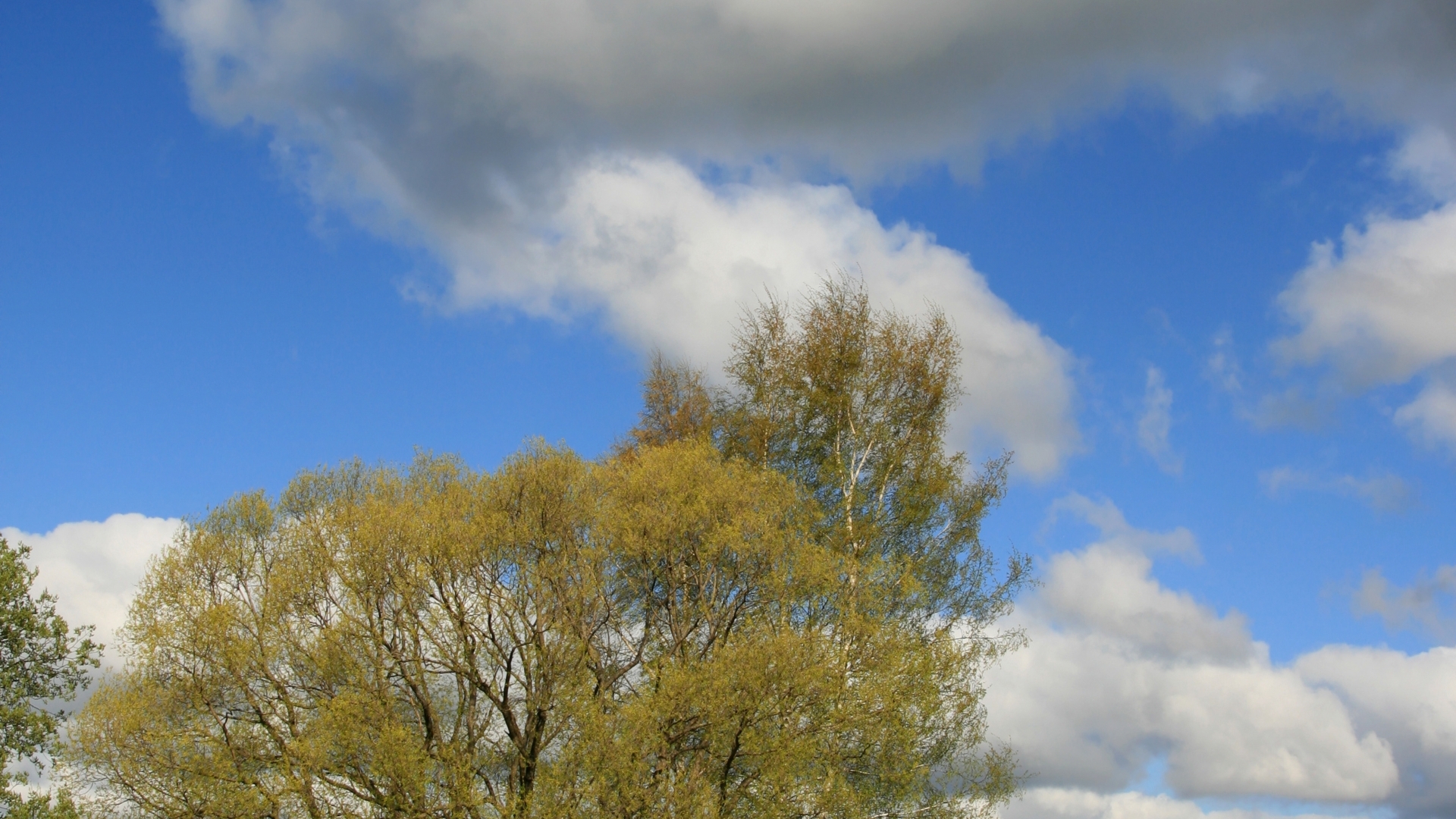 Download Nature Tree HD Wallpaper