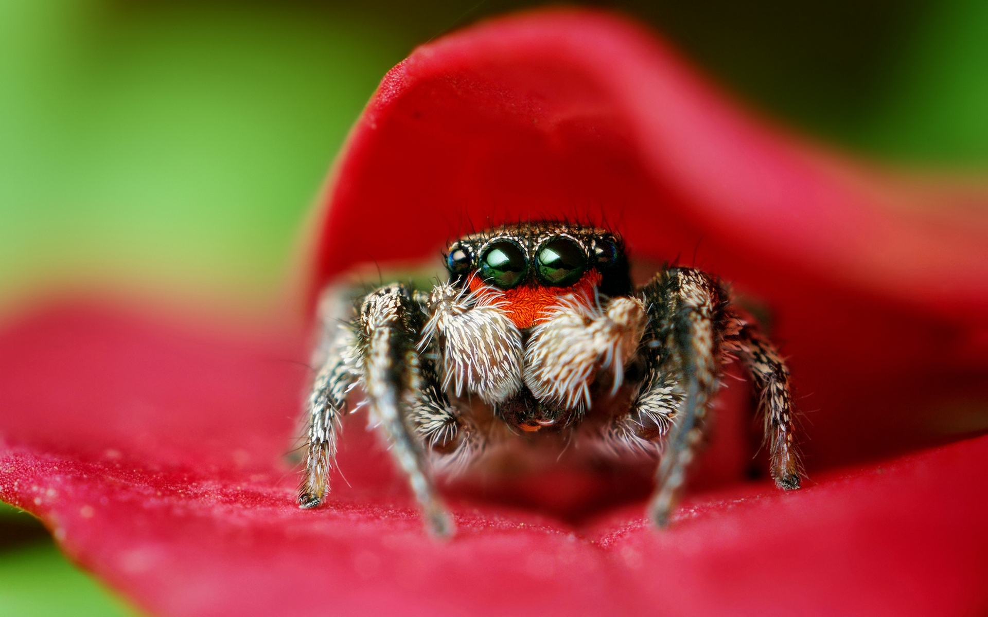 Animal Spider Wallpaper