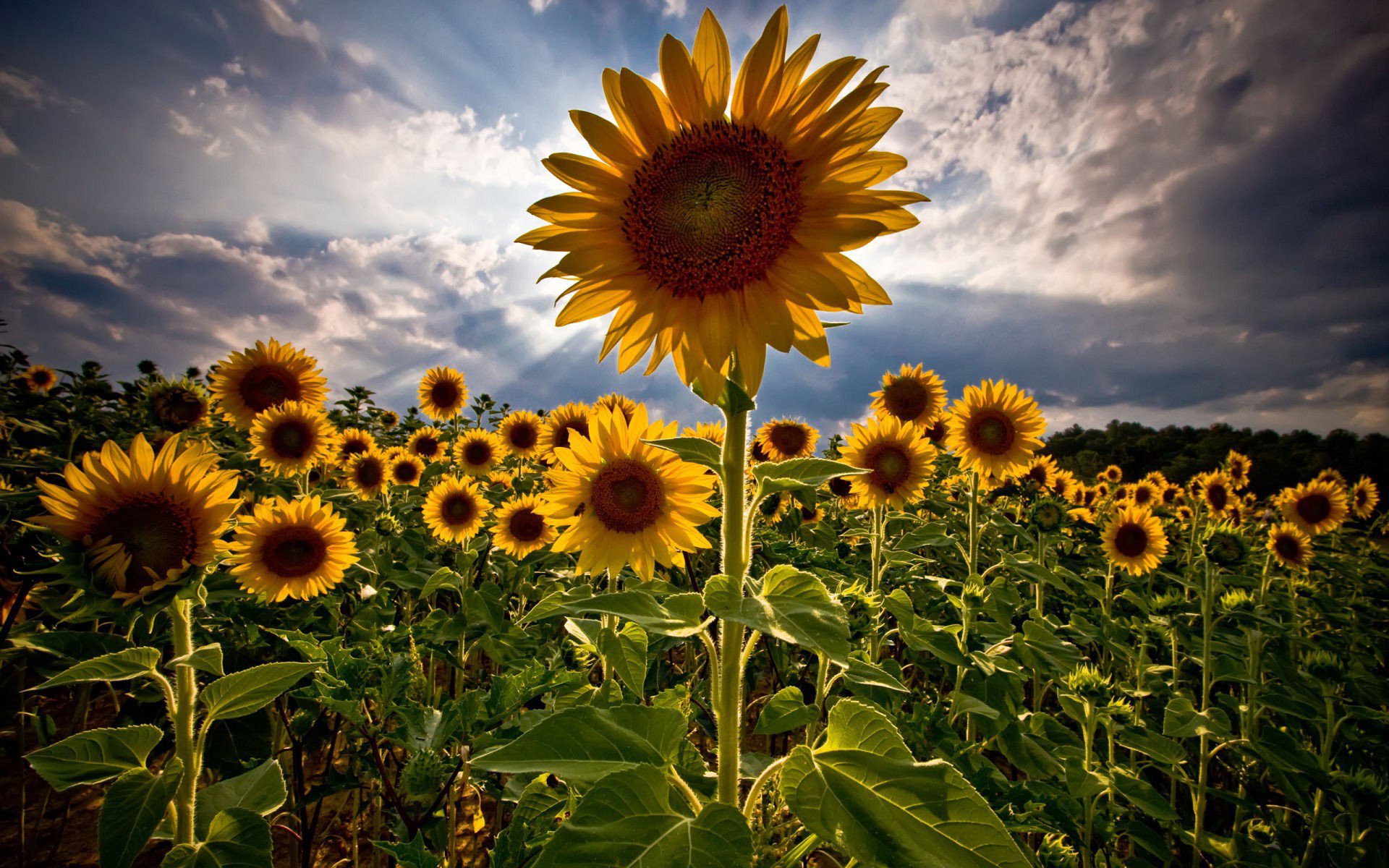 Nature Sunflower HD Wallpaper
