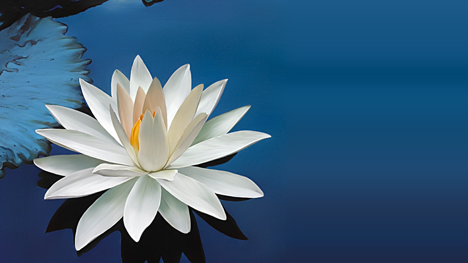 A serene HD desktop wallpaper featuring a white water lily floating on calm blue water, showcasing the beauty of nature.