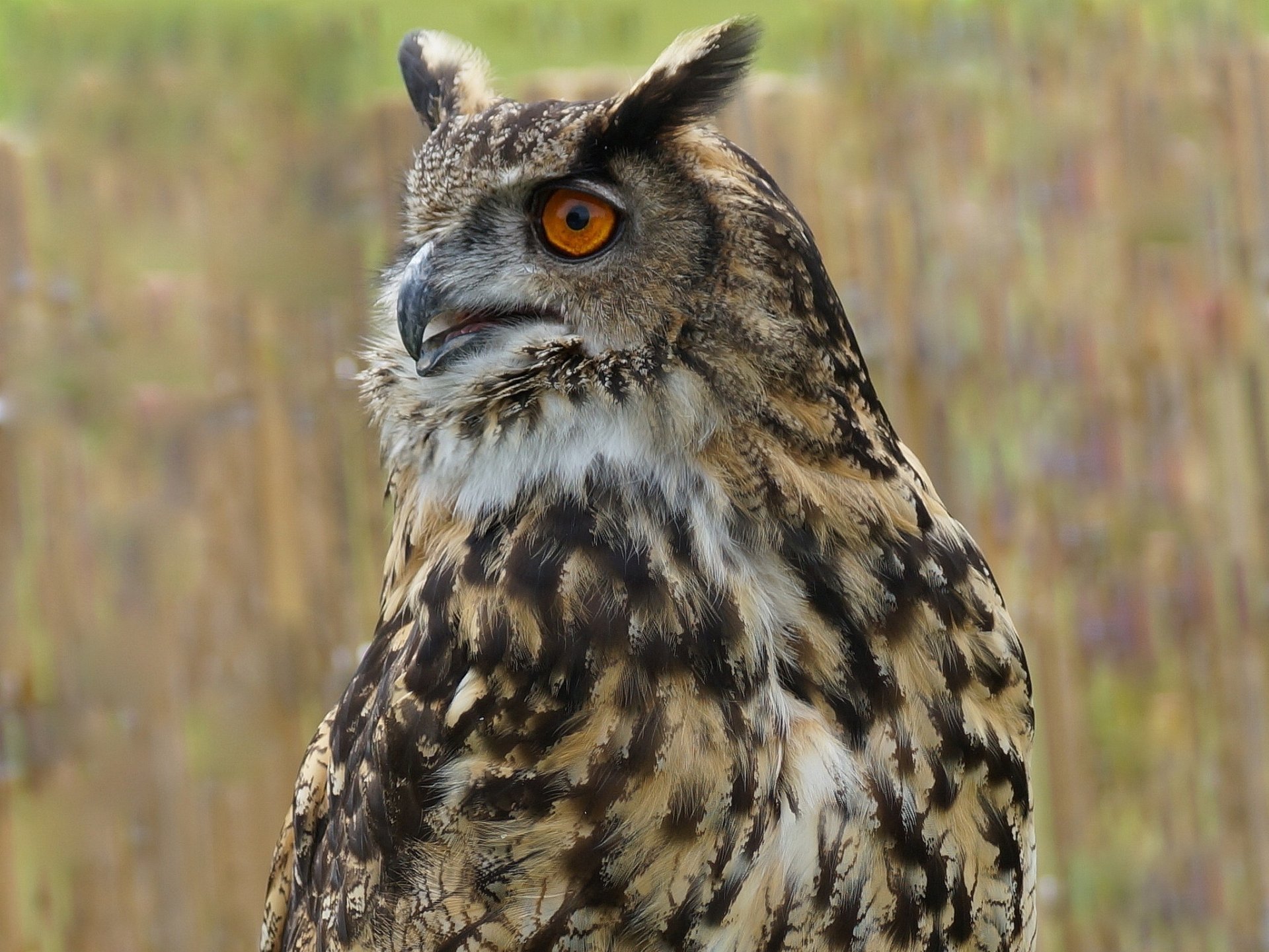 HD desktop wallpaper featuring a close-up of a detailed owl with striking orange eyes against a blurred natural background.