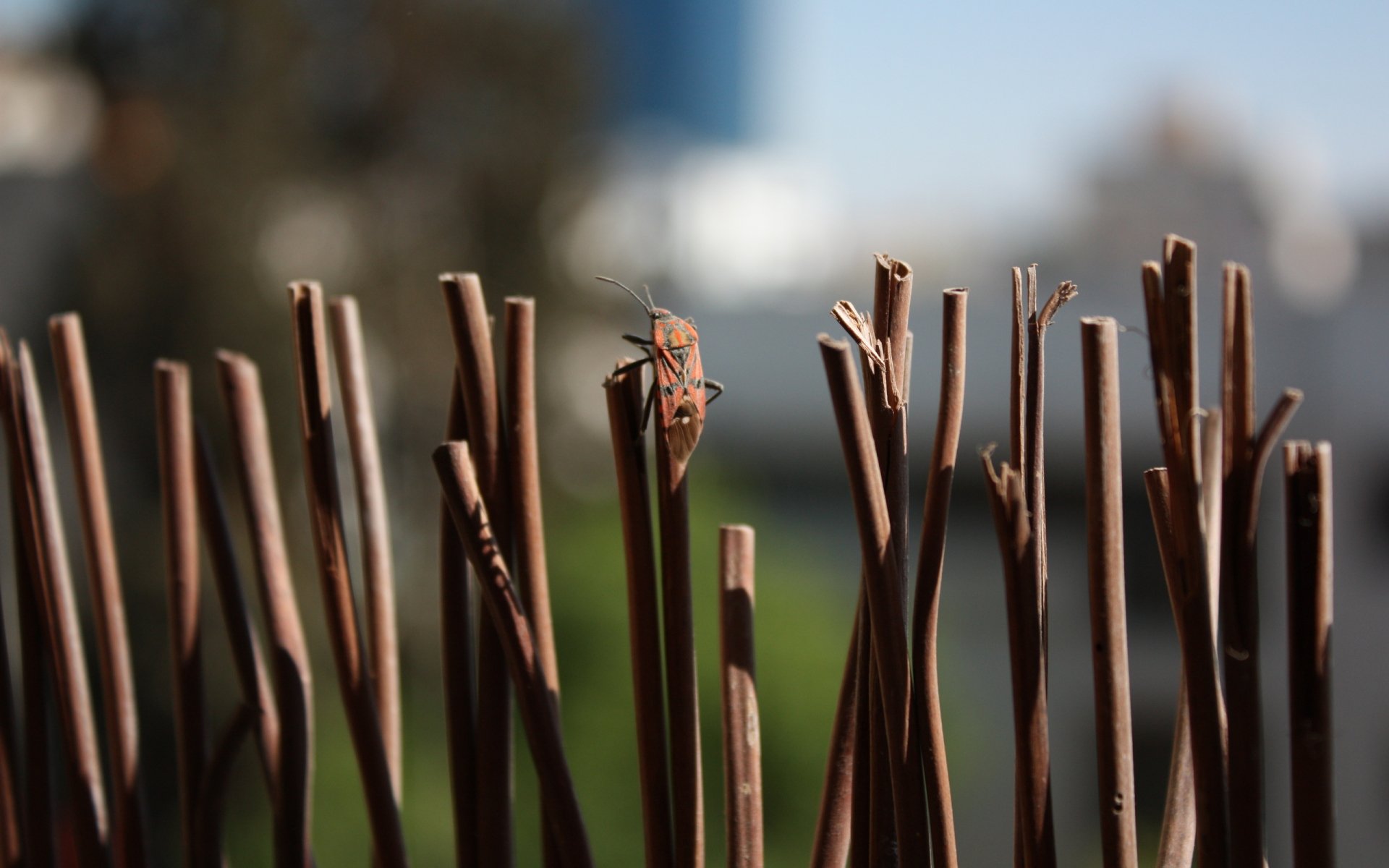 Download Animal Beetle HD Wallpaper