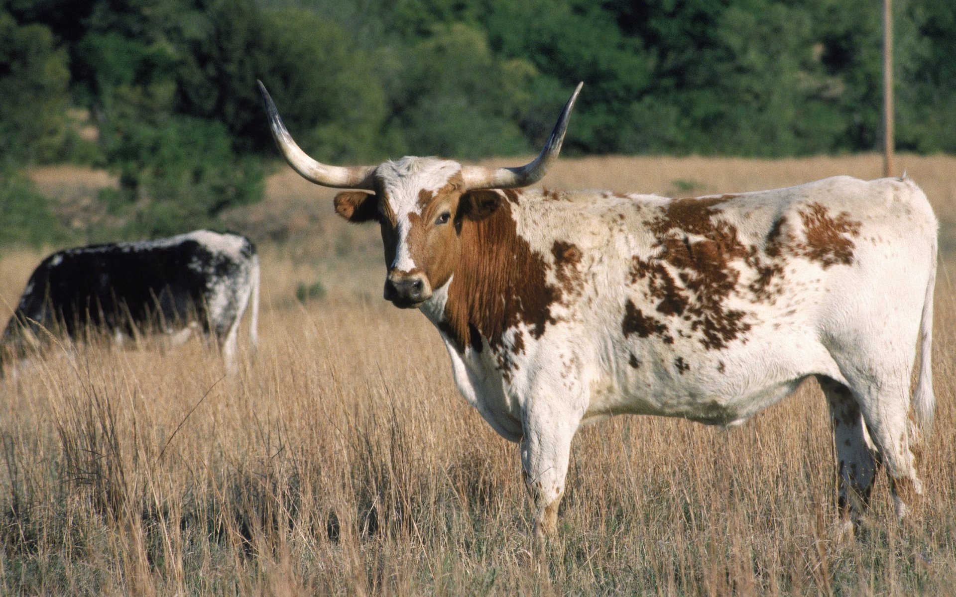 Cow HD Wallpaper | Background Image | 2560x1600