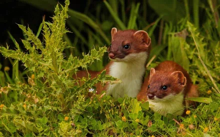 HD PC desktop wallpaper featuring two ferrets (animal) nestled in clover and green foliage.