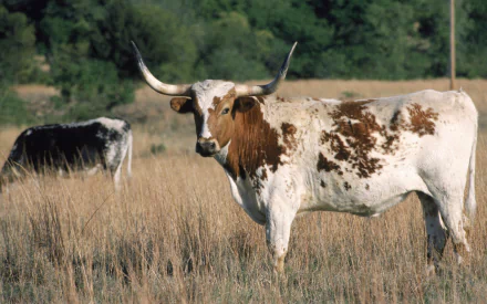 Animal cow HD Desktop Wallpaper | Background Image