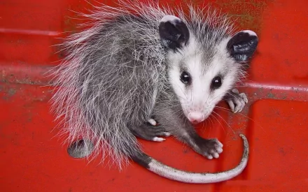 HD desktop wallpaper featuring a close-up of a young opossum with gray fur against a vibrant red background.