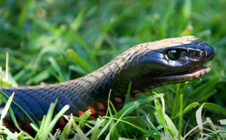 HD PC desktop wallpaper: close-up of a red-bellied black snake (animal) in grass, glossy black scales and a flash of red on its belly.