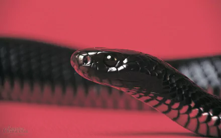  red belly black snake