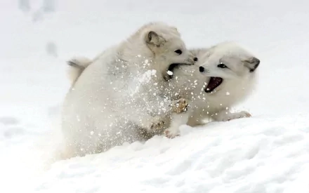 Two playful arctic foxes frolic in the snow, surrounded by a wintry landscape. This HD image makes a captivating desktop wallpaper and background.