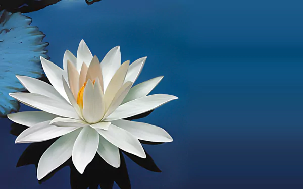 A serene HD desktop wallpaper featuring a white water lily floating on calm blue water, showcasing the beauty of nature.