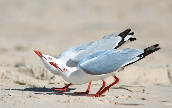 Animal Seagull Birds Seabirds HD Wallpaper | Background Image