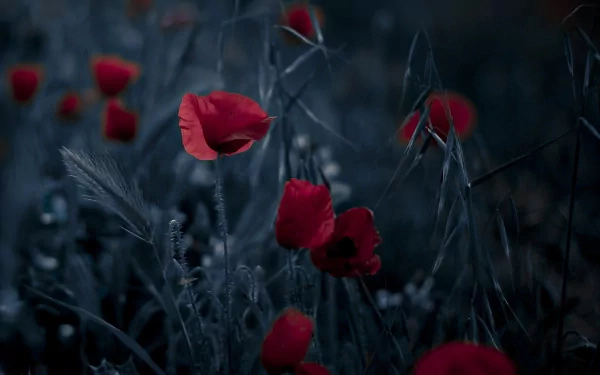 HD desktop wallpaper featuring bright red poppies amidst dark, moody foliage, creating a striking natural background.