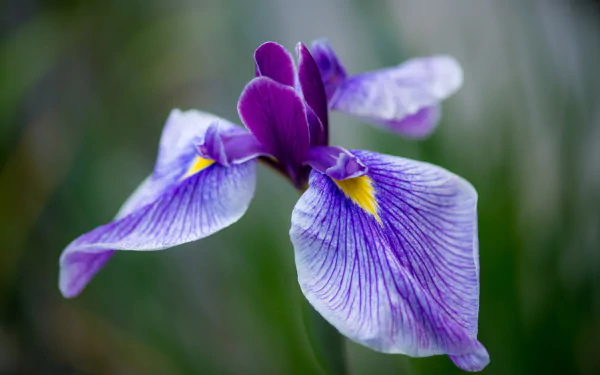 nature iris HD Desktop Wallpaper | Background Image