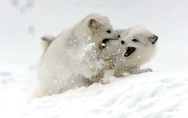 Two playful arctic foxes frolic in the snow, surrounded by a wintry landscape. This HD image makes a captivating desktop wallpaper and background.