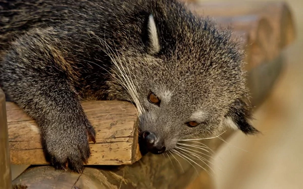Animal binturong HD Desktop Wallpaper | Background Image