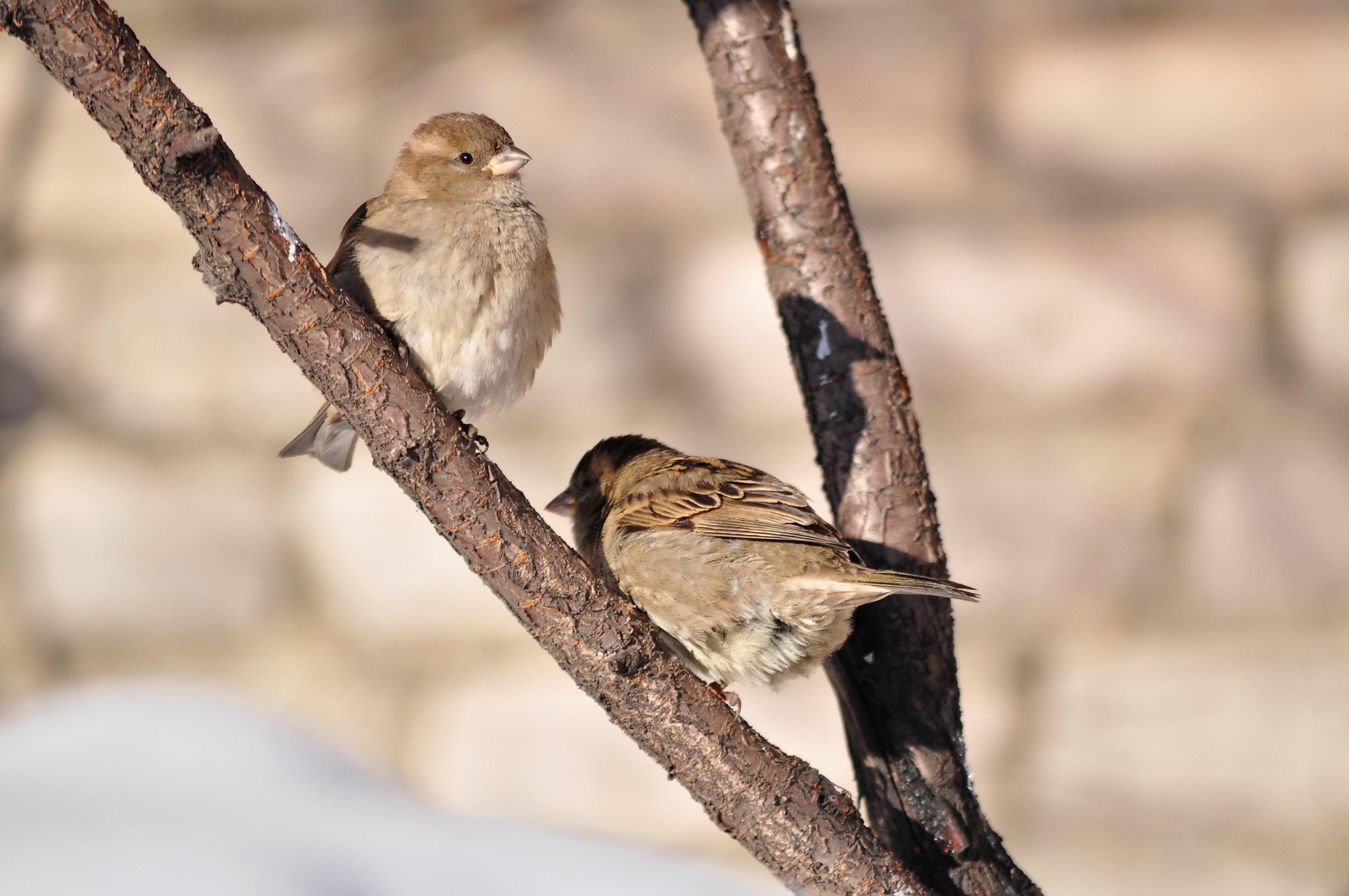 Animal Sparrow HD Wallpaper | Background Image