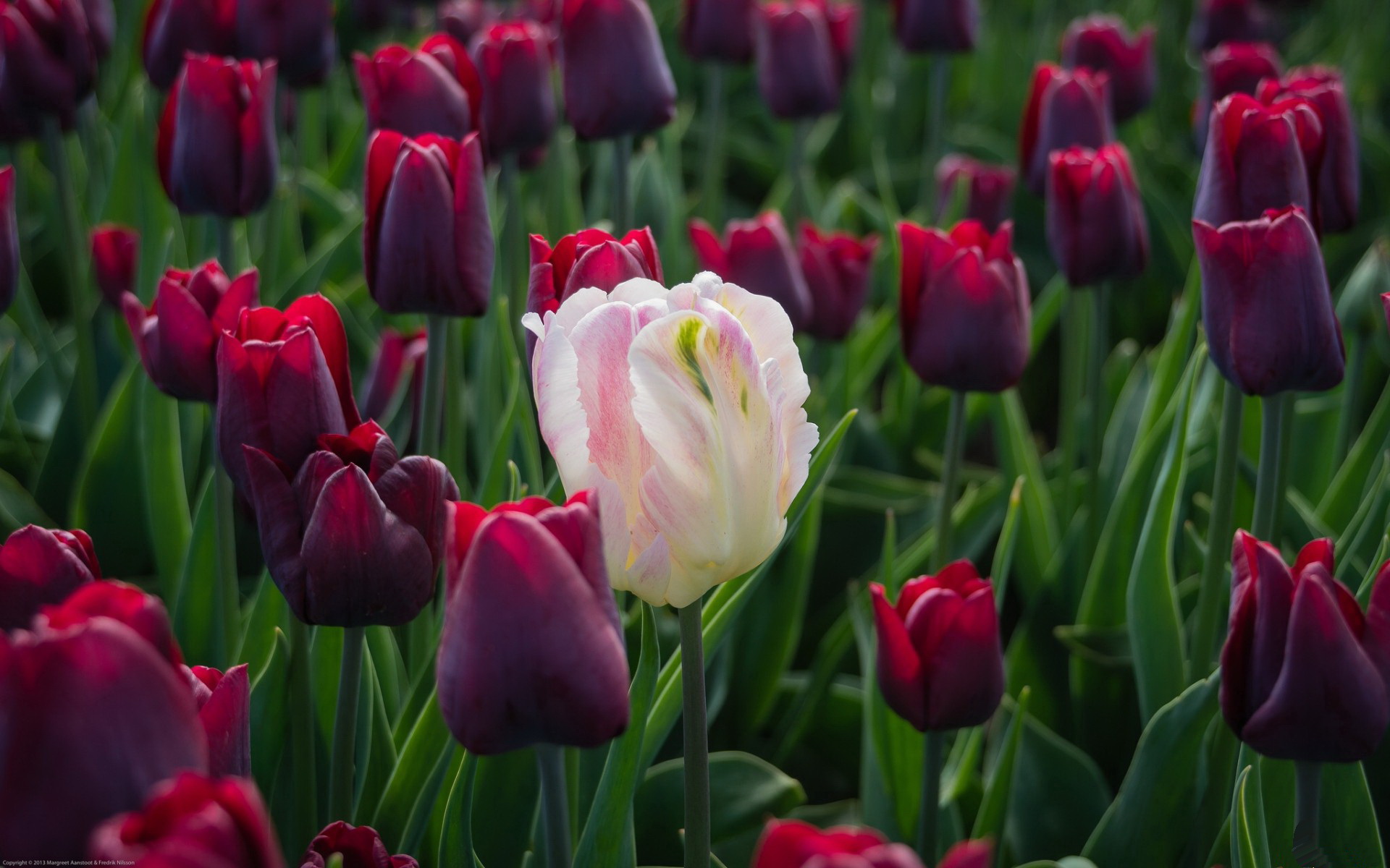 Tulip Full HD Wallpaper and Background Image | 1920x1200 | ID:431618