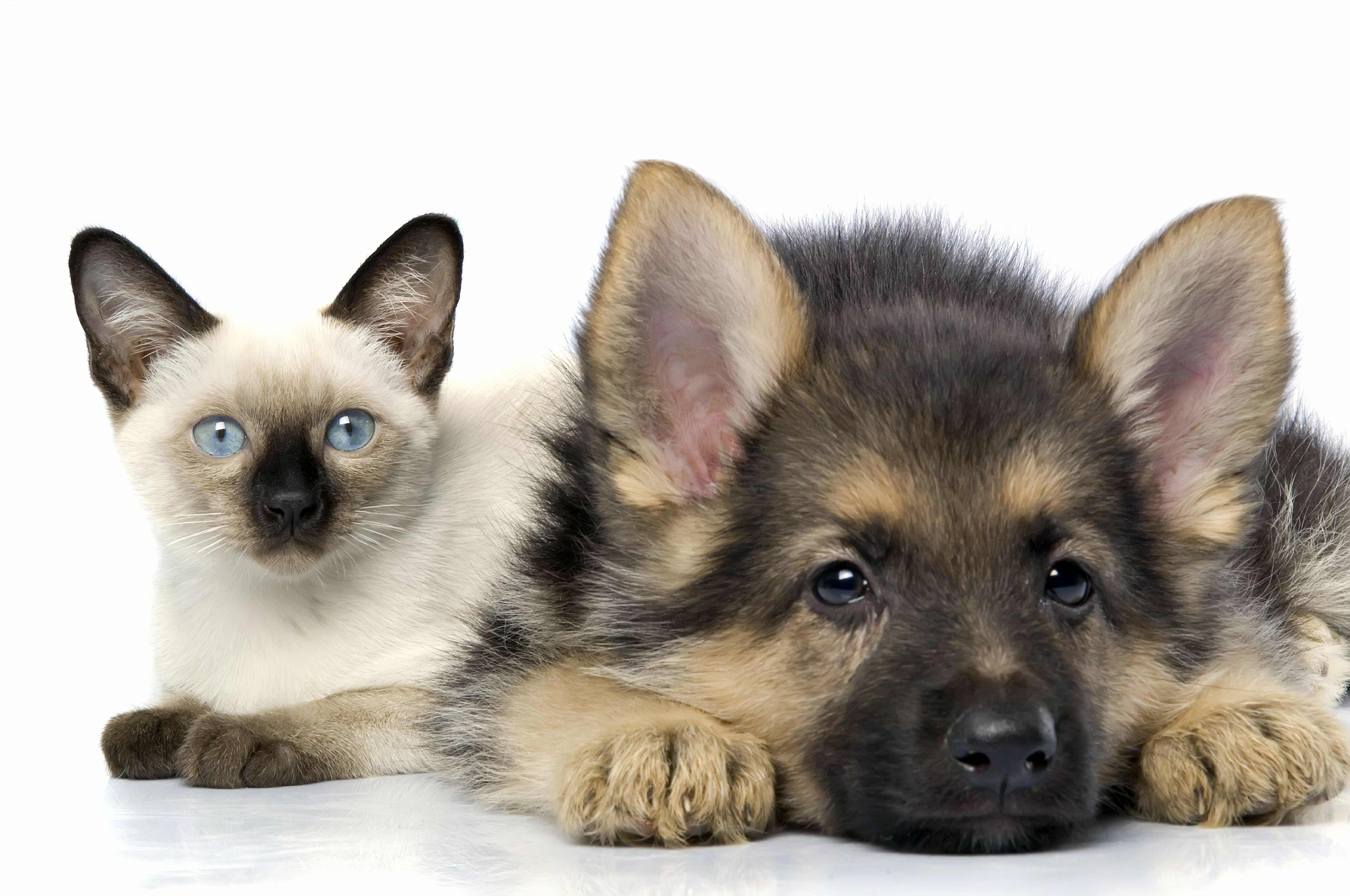 130+ Cat & Dog HD Wallpapers and Backgrounds