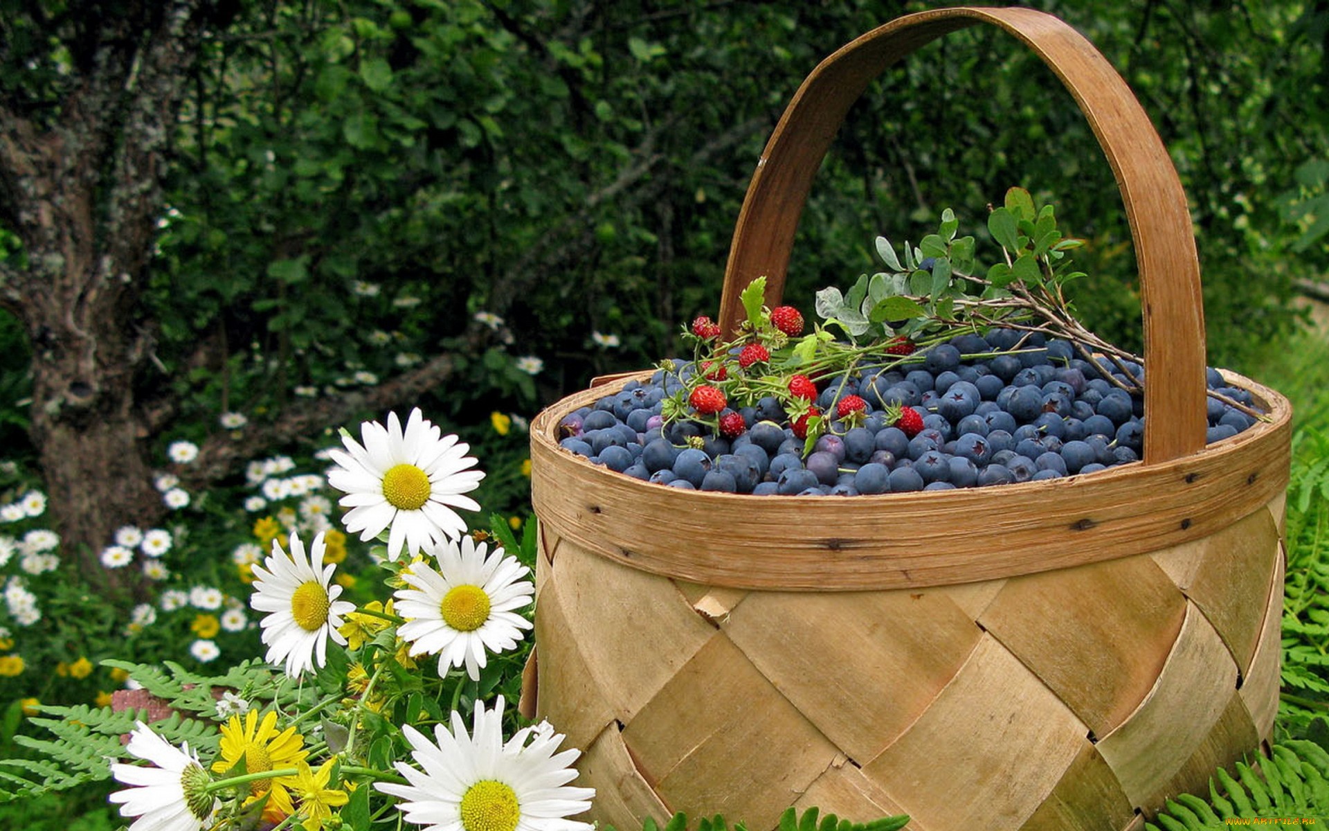 Food Blueberry HD Wallpaper | Background Image