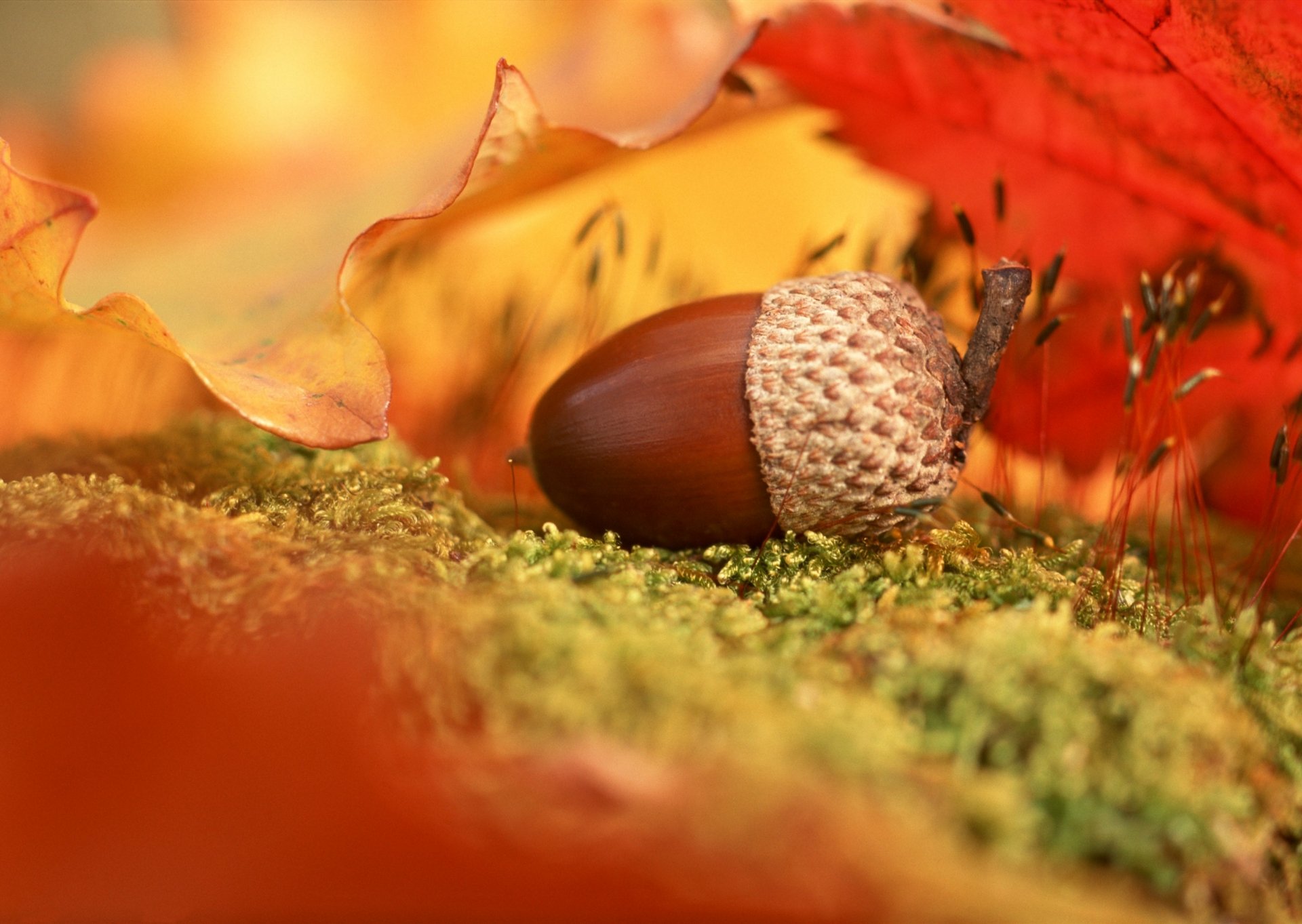 Autumn Acorn HD Wallpaper